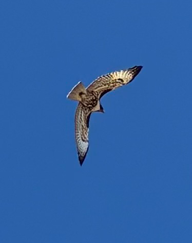 Red-tailed Hawk