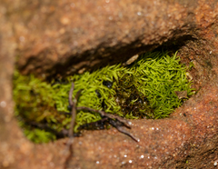 Tortella humilis
