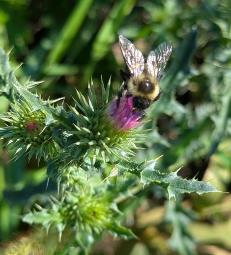 Common Eastern Bumble Bee