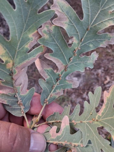 Oyster Gall Wasp