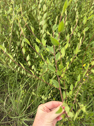 Siberian elm