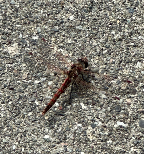 Variegated Meadowhawk