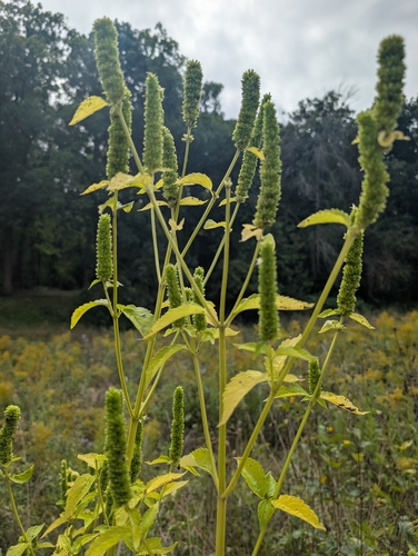 yellow giant hyssop