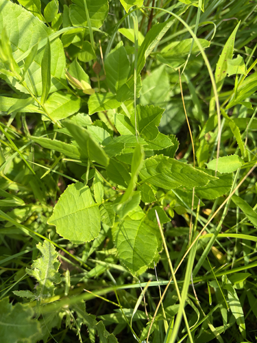 green ash
