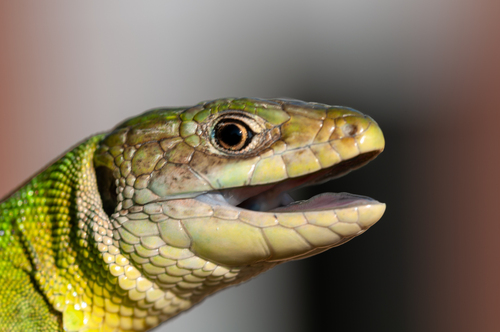 Western Green Lizard