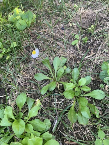 Lawn daisy