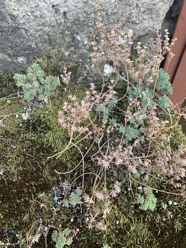 Spanish Stonecrop