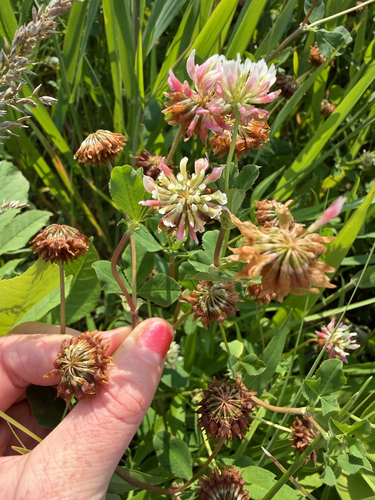 Alsike clover