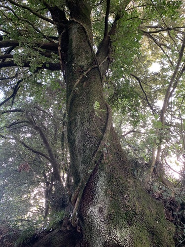 Holm oak