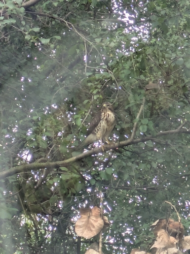 Broad-winged Hawk