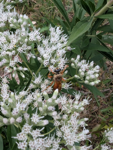 Great Golden Digger Wasp