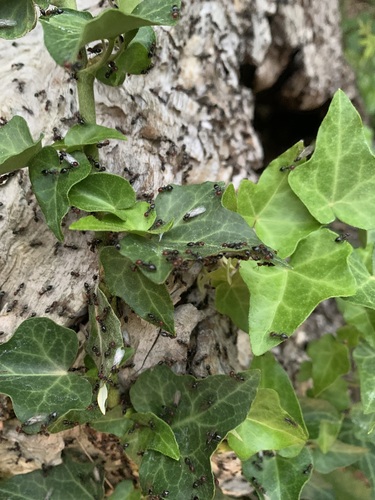 Mediterranean Acrobat Ant