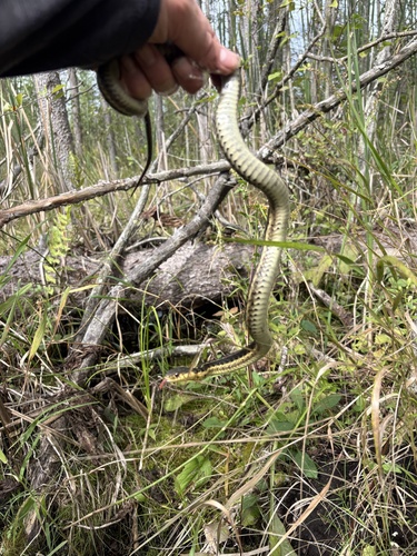 Common Garter Snake