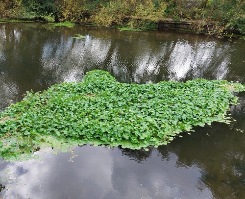 floating marsh pennywort