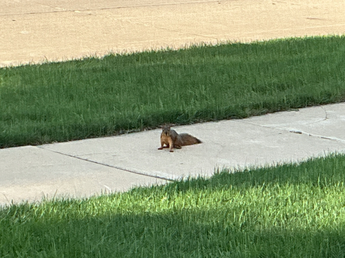 Eastern Fox Squirrel
