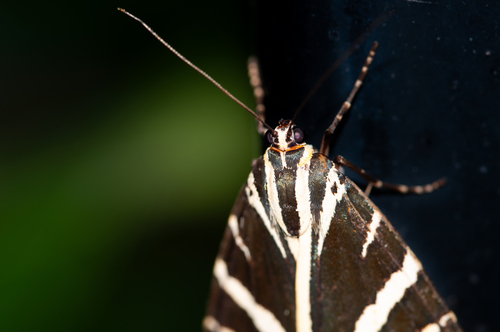 Jersey Tiger
