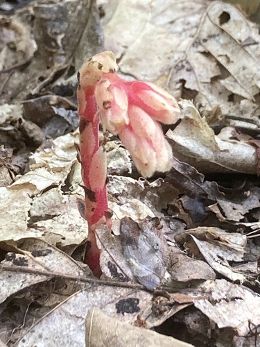 pinesap