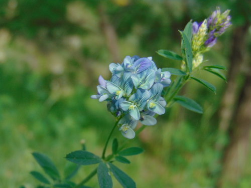 Lucerna menlivá (Medicago × varia)
