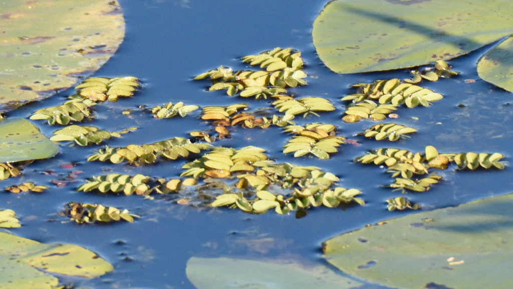 Salvinia natans; photograph (c) Fyodor Pudovikov, some rights reserved (CC BY)
