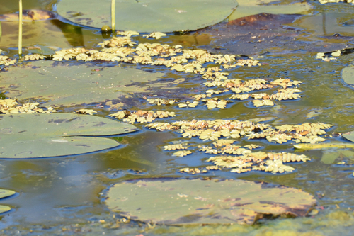 Salvinia natans, photograph 2