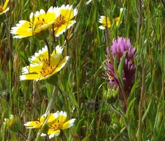 Castilleja densiflora densiflora