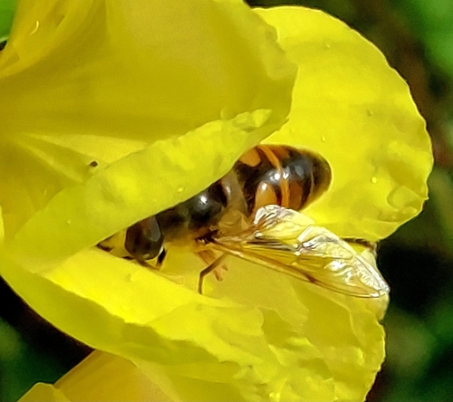 Common Drone Fly