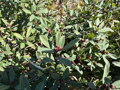 bog myrtle