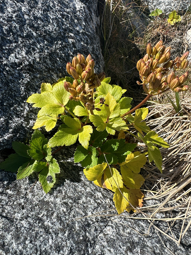 Scots Lovage