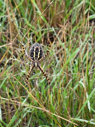 Banded Garden Spider