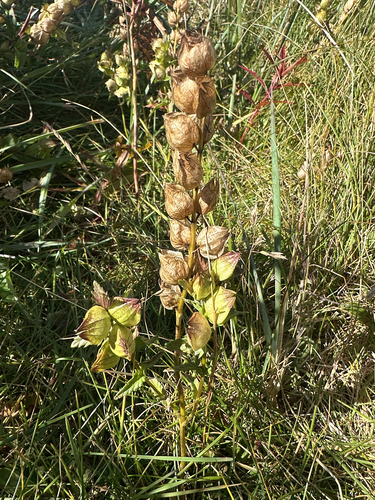 Little Yellow Rattle