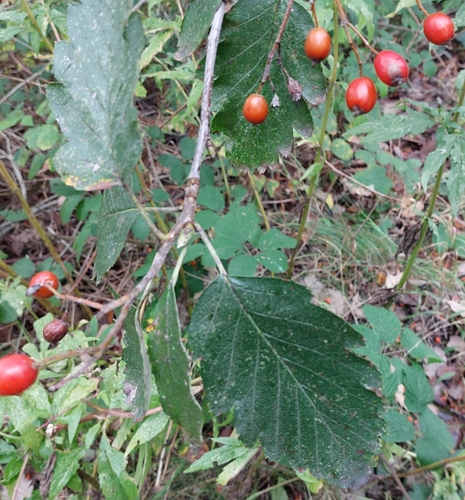 Swedish Whitebeam