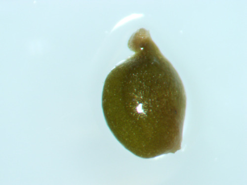 Berchtold's pondweed