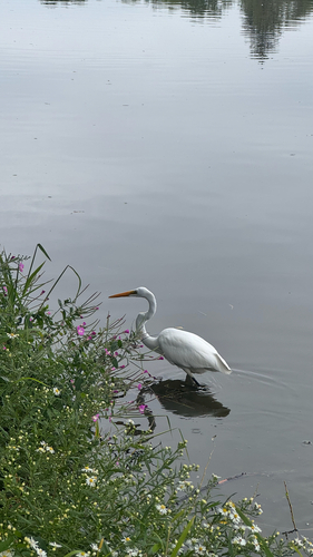 Great Egret