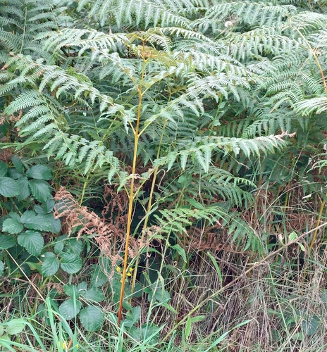 common bracken