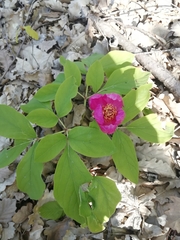 Paeonia caucasica