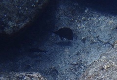 Forcipiger longirostris