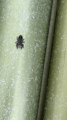 Marbled Purple Jumping Spider