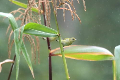 Tennessee Warbler