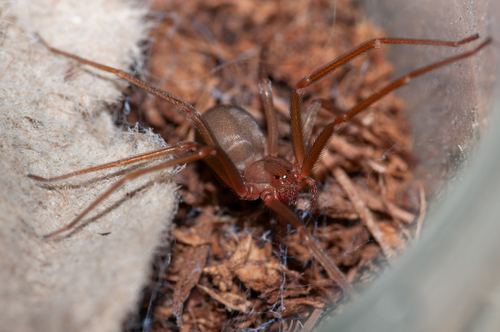 Mediterranean recluse
