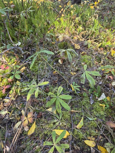 Lupinus arcticus, photograph 2