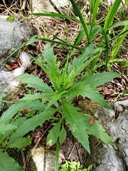 Erechtites hieraciifolius image