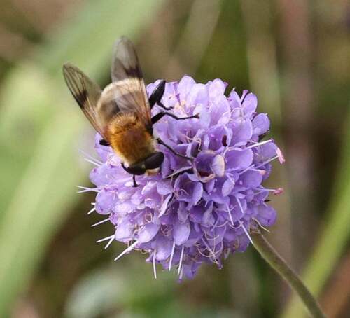 Sericomyia superbiens