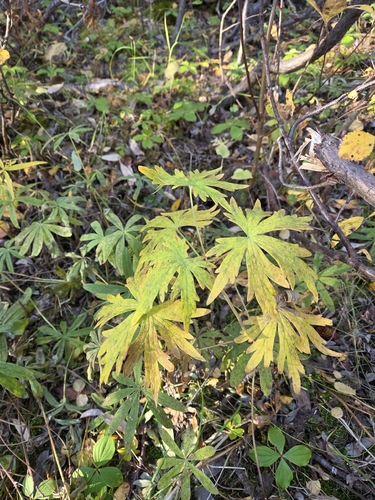 Delphinium glaucum, photograph 4