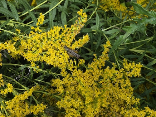 Red-legged Grasshopper