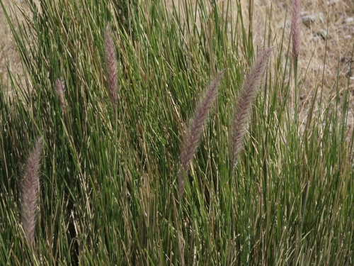 Fountain Grass