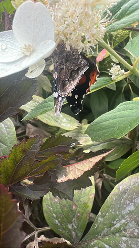 Red Admiral