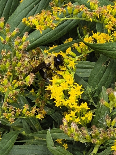 Eastern Carpenter Bee