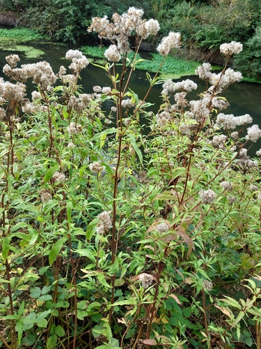 hemp agrimony