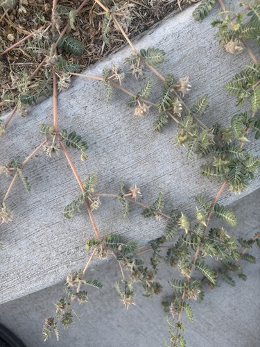 puncture vine