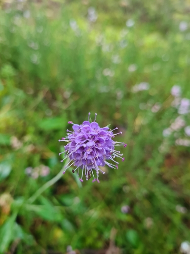 Devil's-bit Scabious